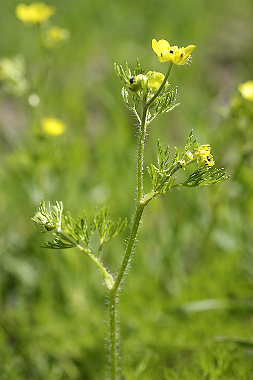 Изображение особи Ranunculus tenuilobus.