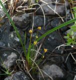 Juncus triglumis