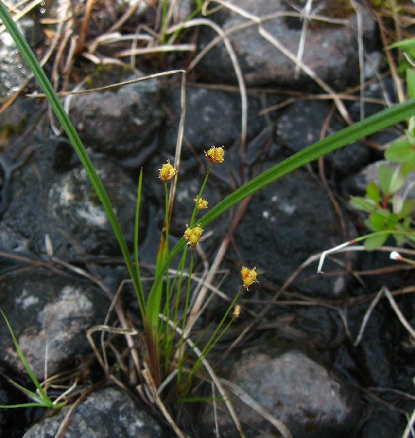 Изображение особи Juncus triglumis.