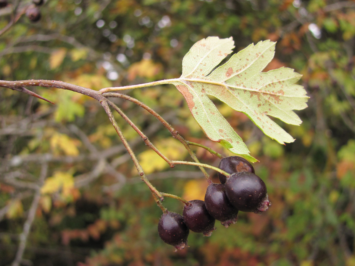 Изображение особи Crataegus atrofusca.