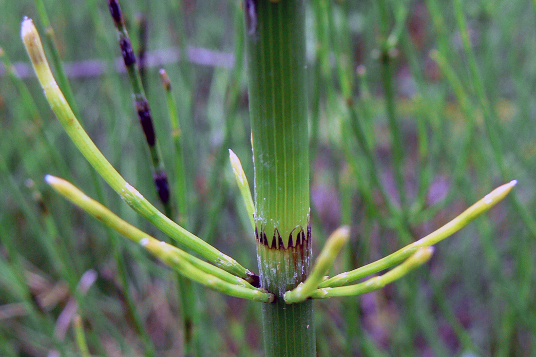 Изображение особи Equisetum fluviatile.