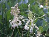 Allium paniculatum