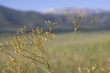 Ferula karatavica