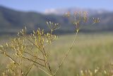 Ferula karatavica. Верхушка плодоносящего растения. Южный Казахстан, верховья Арыси. 21.06.2011.