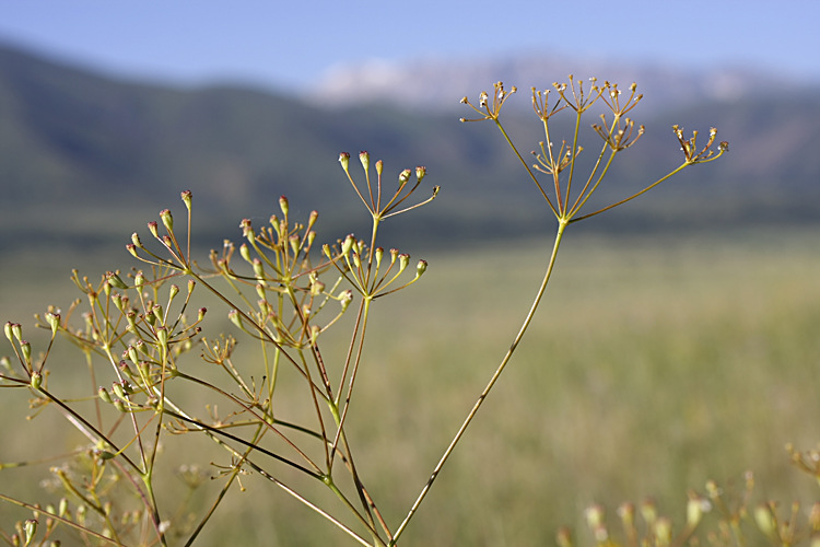 Изображение особи Ferula karatavica.