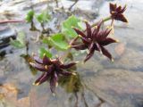 Caltha palustris