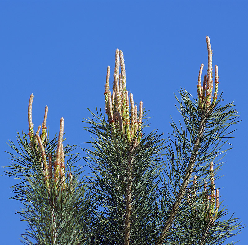 Изображение особи Pinus sylvestris.