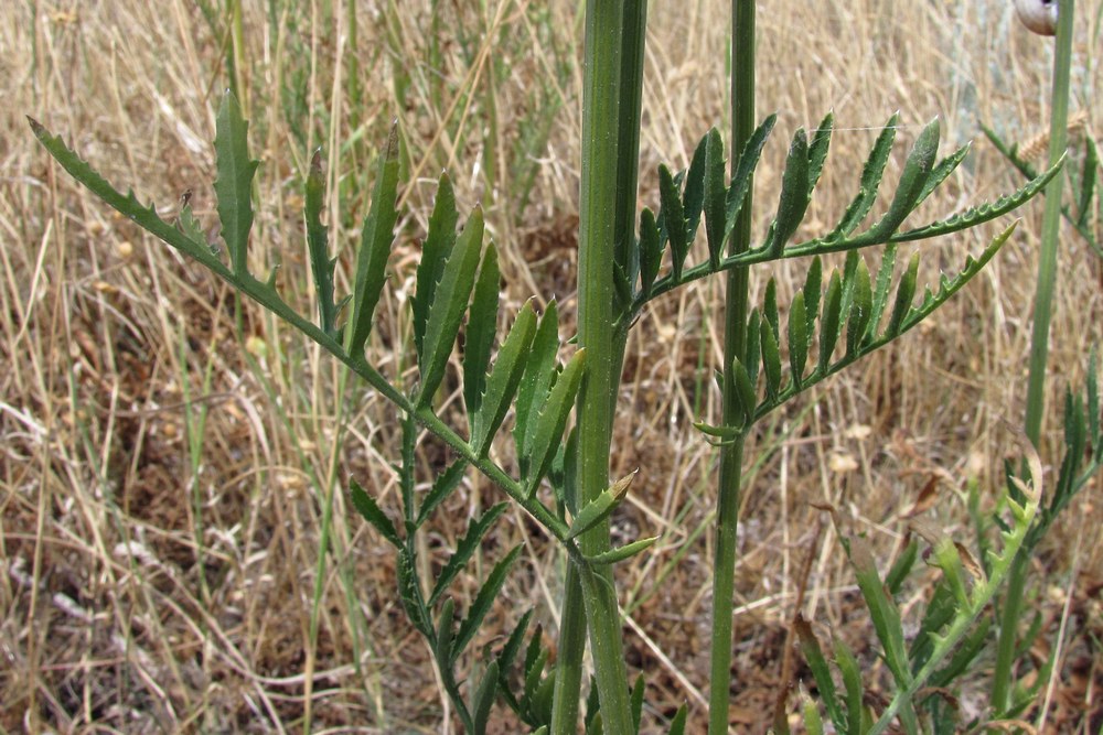 Изображение особи Rhaponticoides taliewii.