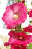 Alcea rosea