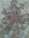Portulaca oleracea