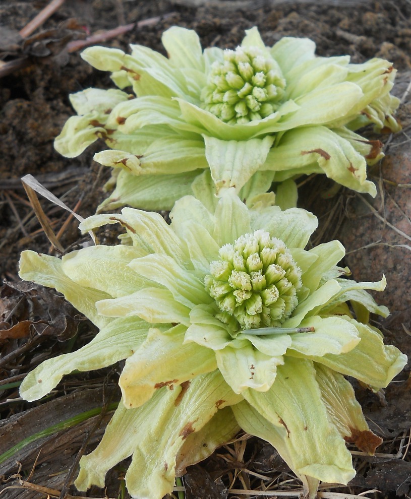 Image of Petasites amplus specimen.