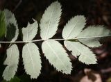 Sorbus domestica