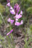 Polygala major