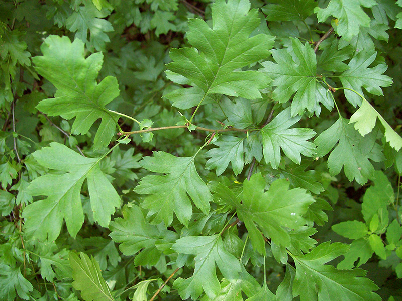 Image of Crataegus rhipidophylla specimen.