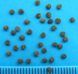 Jaltomata procumbens