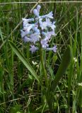Hyacinthella pallasiana. Цветущее растение. Украина, Донецкая обл., Старобешевский р-н, окр. пгт Старобешево. 14.04.2012.
