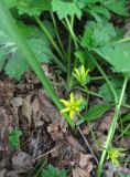 Gagea lutea. Цветущее растение. Крым, гора Северная Демерджи, западный склон, буковый лес. 20 апреля 2012 г.