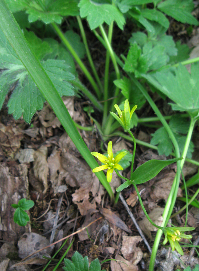 Изображение особи Gagea lutea.