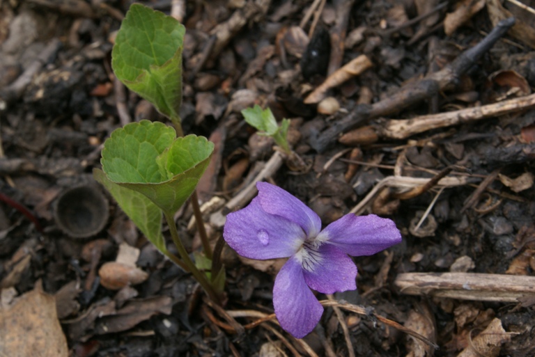 Изображение особи Viola brachysepala.