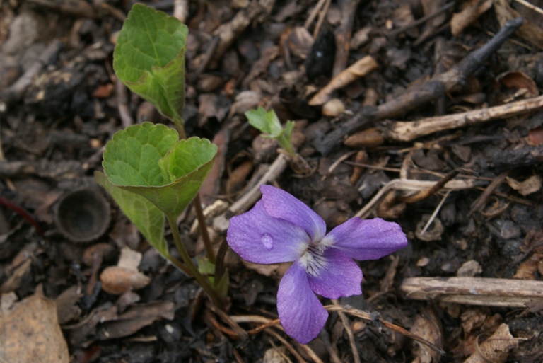 Image of Viola brachysepala specimen.