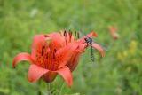 Lilium pensylvanicum