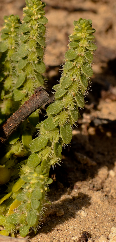 Image of Valantia muralis specimen.