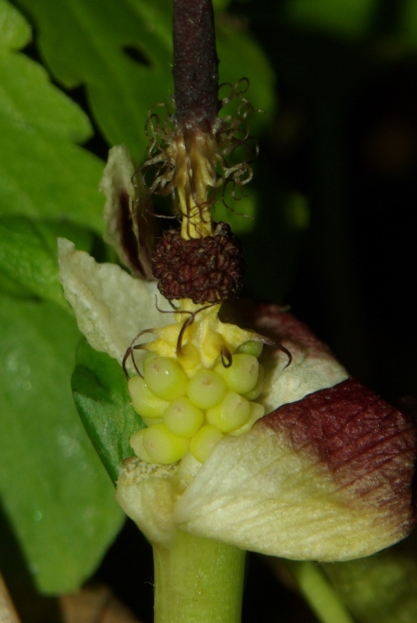 Изображение особи Arum maculatum.