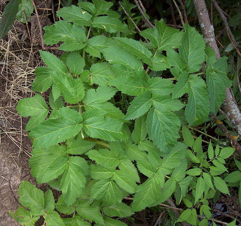 Изображение особи Archangelica officinalis.