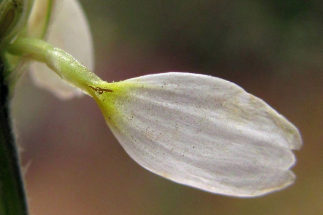 Image of Anthemis ruthenica specimen.