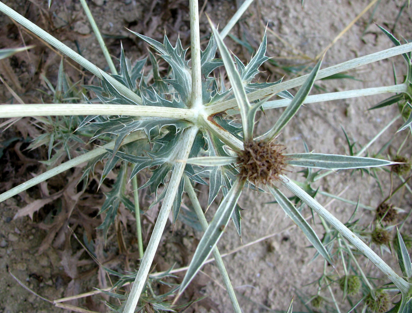 Изображение особи Eryngium campestre.