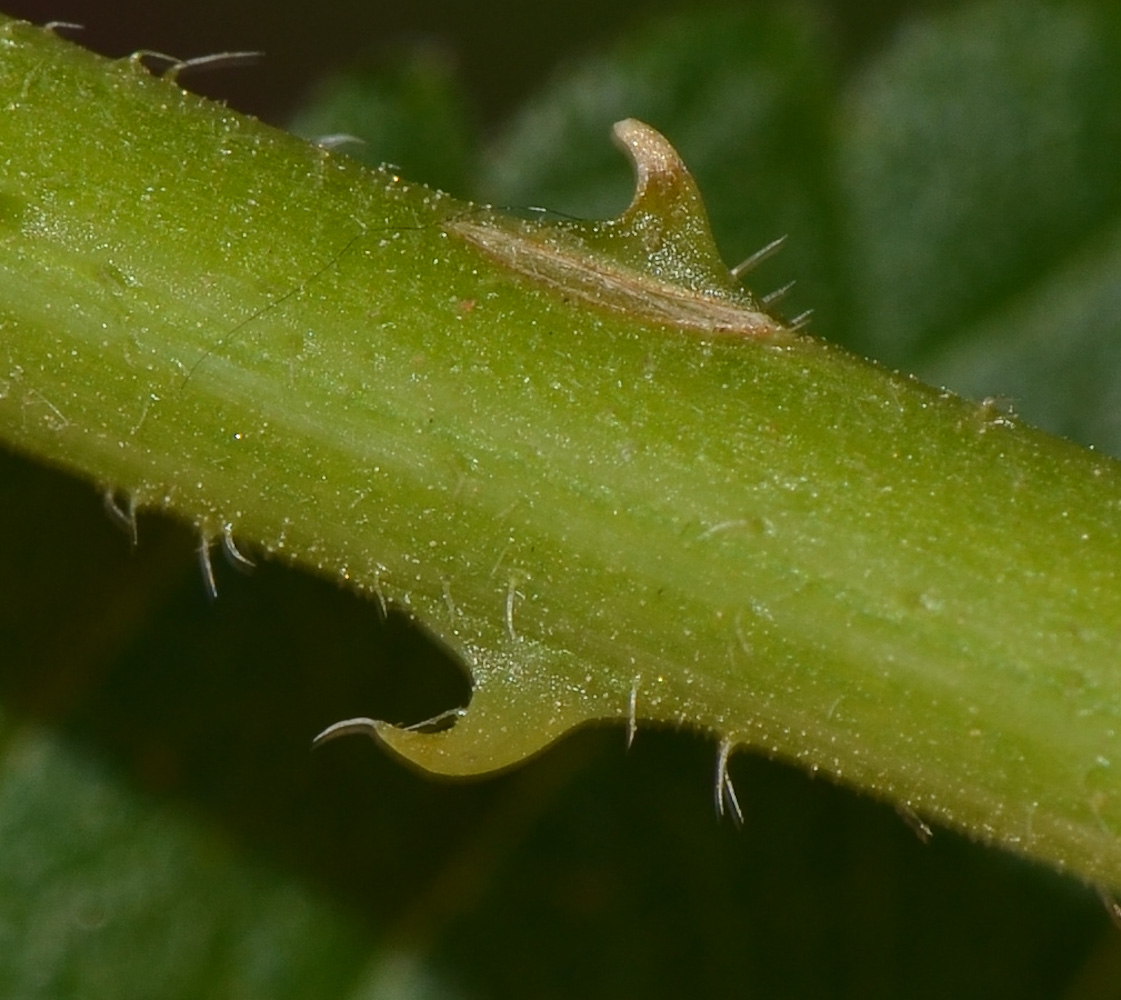 Image of Lantana camara specimen.