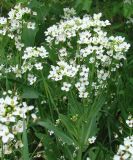 Armoracia sisymbrioides. Цветущее растение. Якутия (Саха), территория г. Якутск. 11.06.2012.