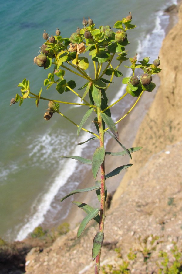 Image of Euphorbia pseudoglareosa specimen.