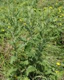Senecio grandidentatus