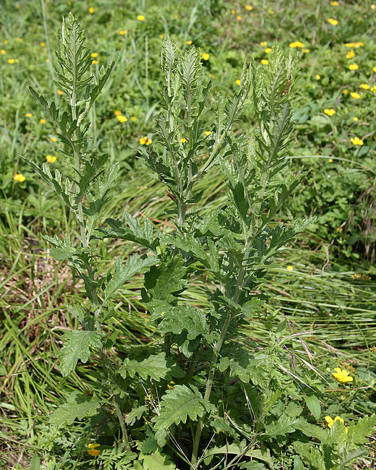 Image of Senecio grandidentatus specimen.