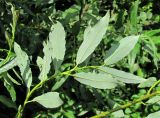 Salix phylicifolia. Верхушка побега; видны листья с обратной стороны (гибрид S. phylicifolia × S. dasyclados). Окр. Архангельска, окраина свалки древесных отходов. 10.07.2012.