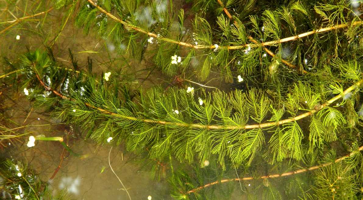 Image of Myriophyllum sibiricum specimen.