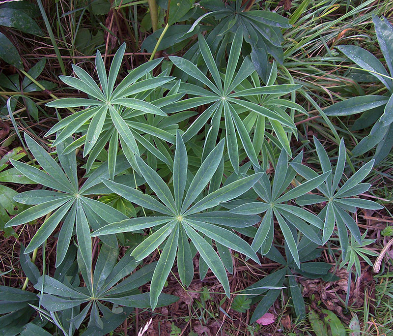 Изображение особи Lupinus × regalis.