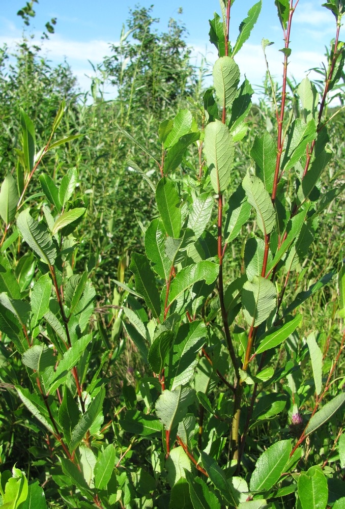 Image of Salix × tetrapla specimen.