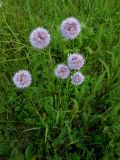 Allium splendens