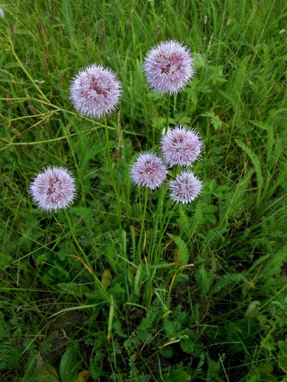 Изображение особи Allium splendens.