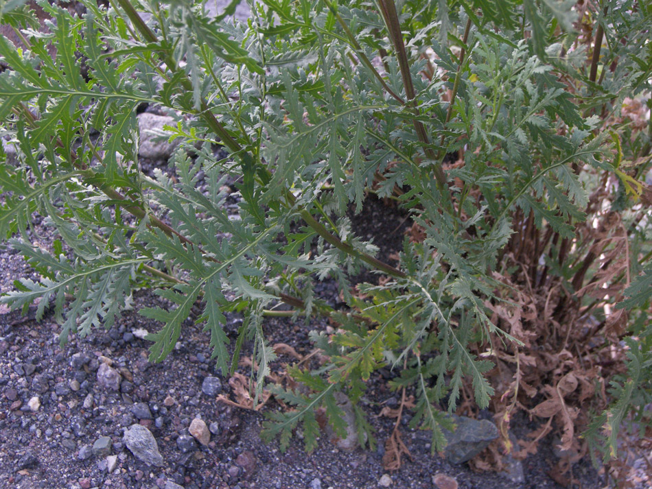 Image of Tanacetum vulgare specimen.