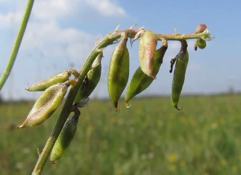 Изображение особи Oxytropis glabra.