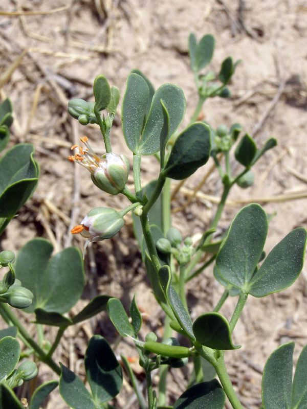 Изображение особи Zygophyllum oxianum.