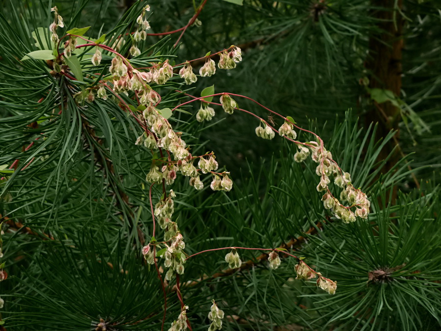 Image of Fallopia dumetorum specimen.