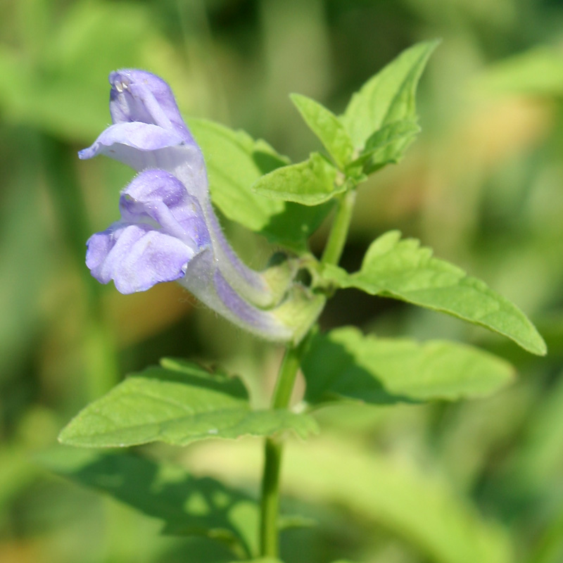 Image of Scutellaria dubia specimen.