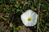 Ipomoea imperati