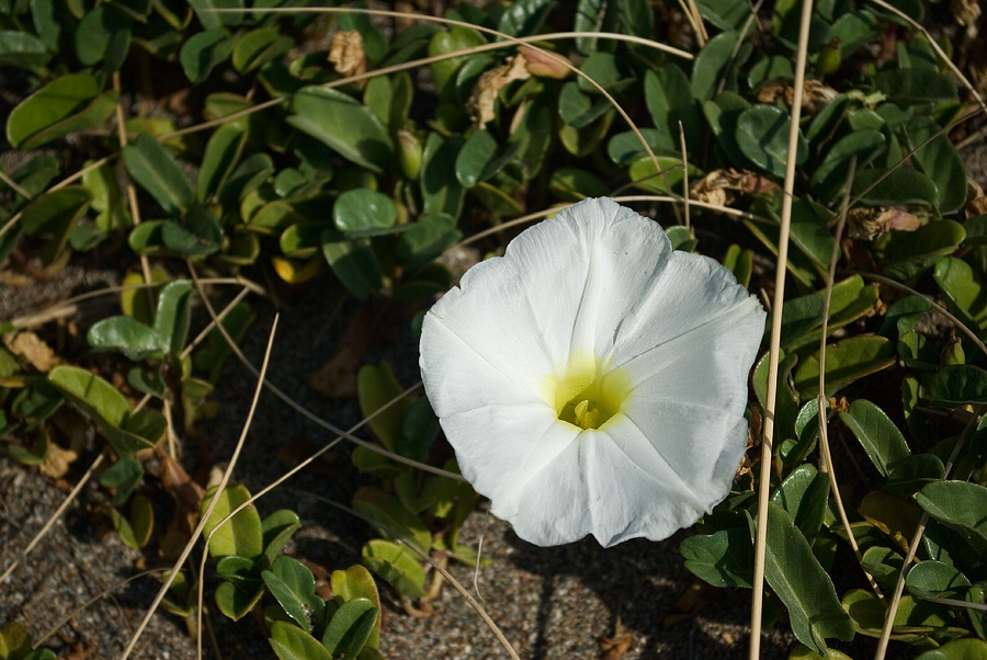 Изображение особи Ipomoea imperati.