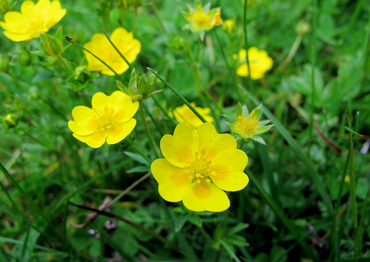 Image of Potentilla aurea specimen.