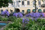 Agapanthus africanus. Цветущие растения. Финляндия, провинция Уусимаа, г. Хельсинки, клумба. 5 июля 2008 г.